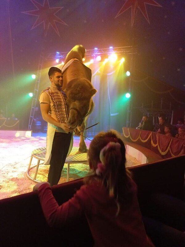 Komt dat zien! Het circus komt naar Mill – maak kans op gratis tickets