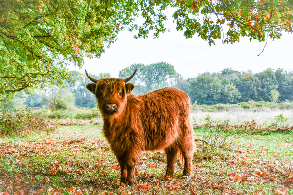 Wandelen en Fruhschoppen bij Libre in Mill