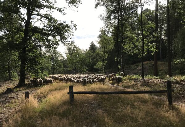 € 7,5 miljoen voor ecologische verbindingszones in Land van Cuijk