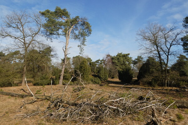IVN Natuurgidsenopleiding 2026-2027 in het Maasdalgebied: Iets voor jou?
