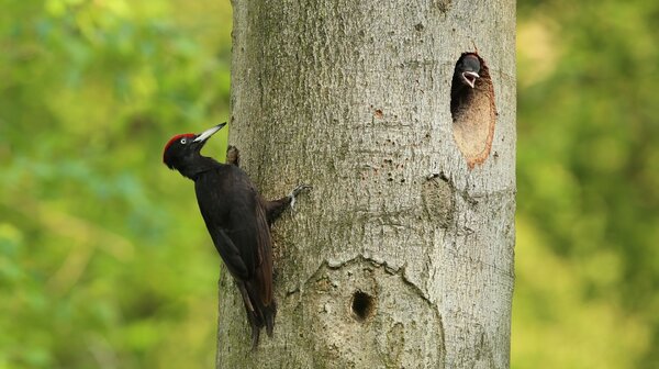Rondje Tongelaar zondag 26 april – Natuur: daar zit muziek in!