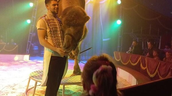 Komt dat zien! Het circus komt naar Mill – maak kans op gratis tickets