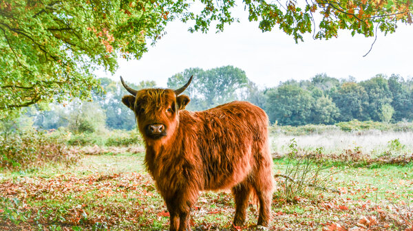 Wandelen en Fruhschoppen bij Libre in Mill