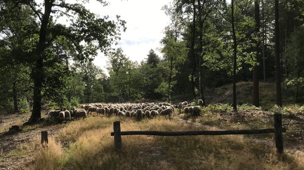 € 7,5 miljoen voor ecologische verbindingszones in Land van Cuijk