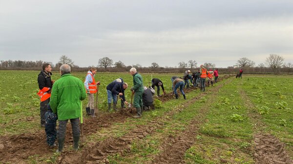 Op weg naar 400 hectare nieuwe natuur: honderden meters hagen geplant in de Maasheggen