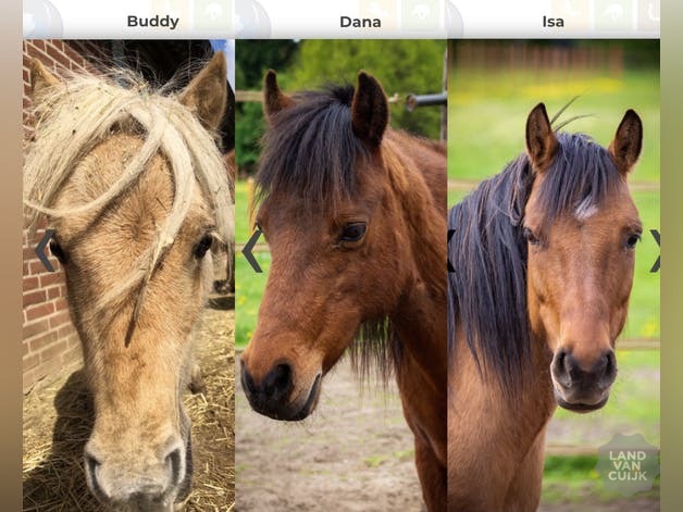Crowdfunding actie voor overleden pony's